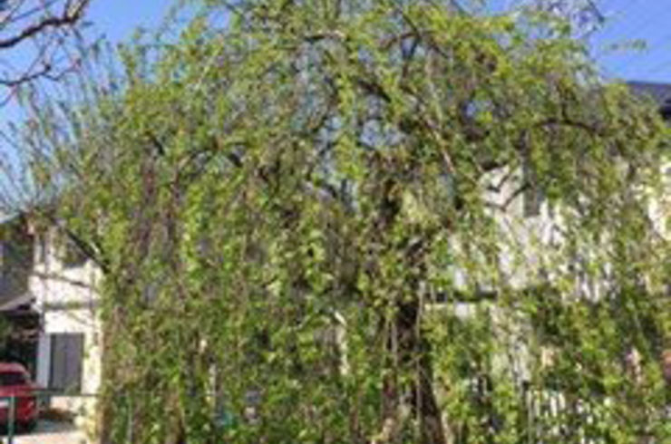 剪定　4～5ｍ未満　/1本