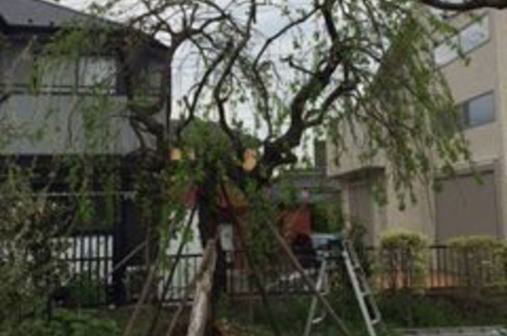 剪定　5～6ｍ未満　/1本