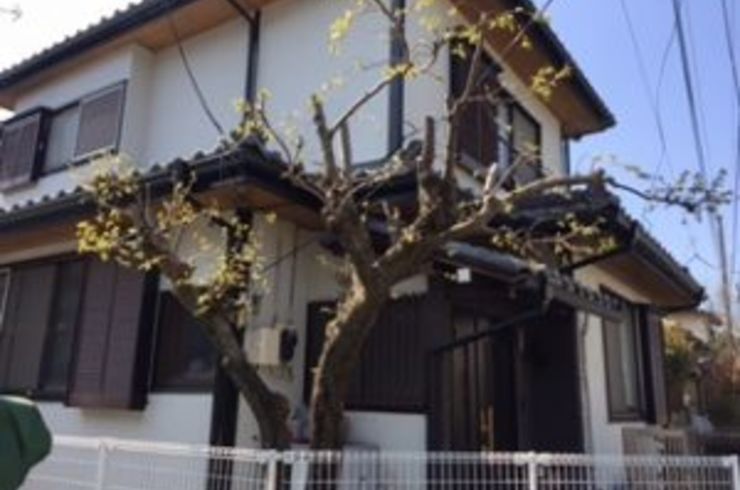 伐採　3～4ｍ未満　/1本　※幹の太さにより変わります