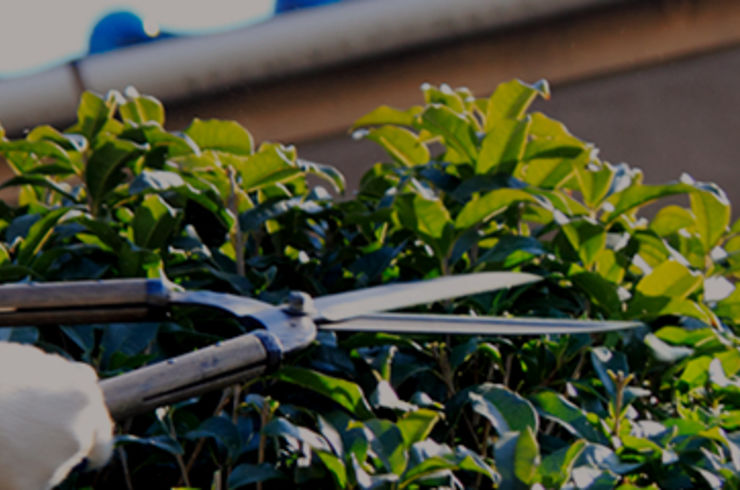 伐採　4～5ｍ未満　/1本　※幹の太さにより変わります