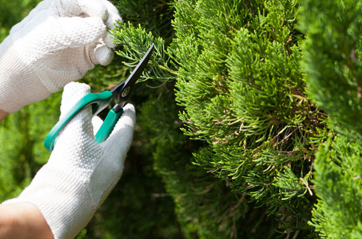 伐採　5～6ｍ未満　/1本　※幹の太さにより変わります