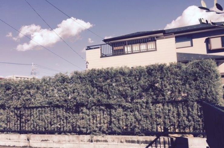 生垣の剪定　高さ　1ｍ未満　/㎡～/1本