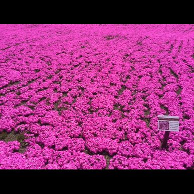 ご自宅にある庭木の剪定作業なら信頼と実績の望月造園へお任せください