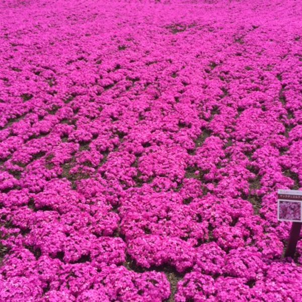 ご自宅にある庭木の剪定作業なら信頼と実績の望月造園へお任せください