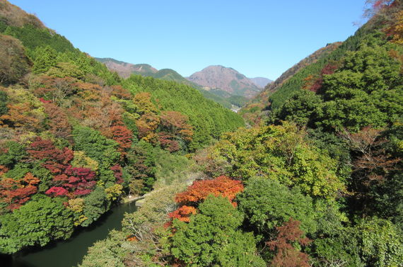 町田市で庭木の伐採作業が必要でしたら望月造園へお任せください
