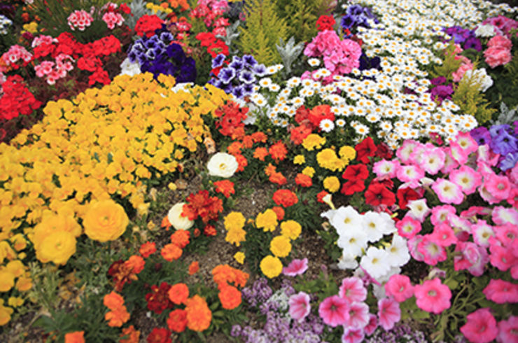 たくさんの花