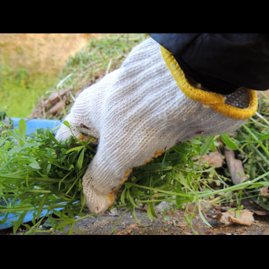お庭に生えた雑草等の除草作業がご入り用の際は望月造園にお任せください