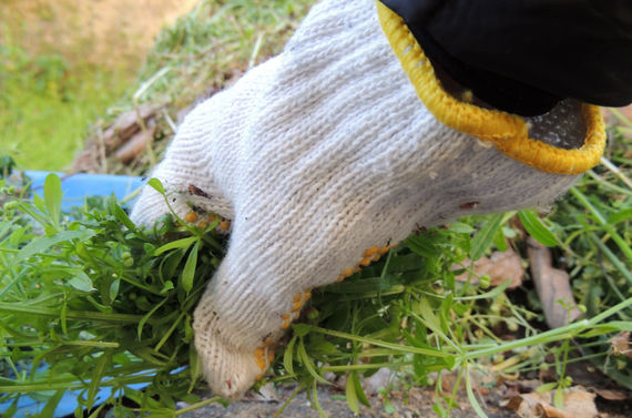 お庭に生えた雑草等の除草作業がご入り用の際は望月造園にお任せください