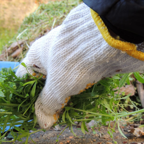 お庭に生えた雑草等の除草作業がご入り用の際は望月造園にお任せください