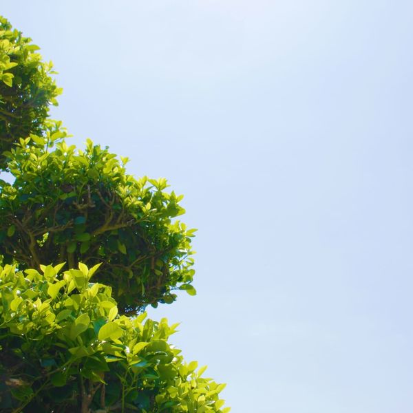 望月造園は地域に密着したおすすめの植木屋として親しまれております
