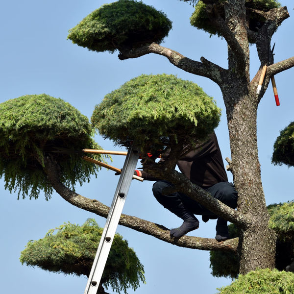 望月造園は安心して草木の手入れ作業を依頼できる植木屋として人気です