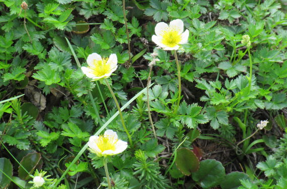 庭の雑草の手入れは植木のプロの望月造園へご相談下さい
